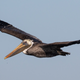 A brown pelican, a bird projected to be affected by four climate change-related threats